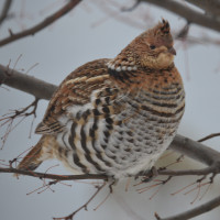 Ruffed Grouse